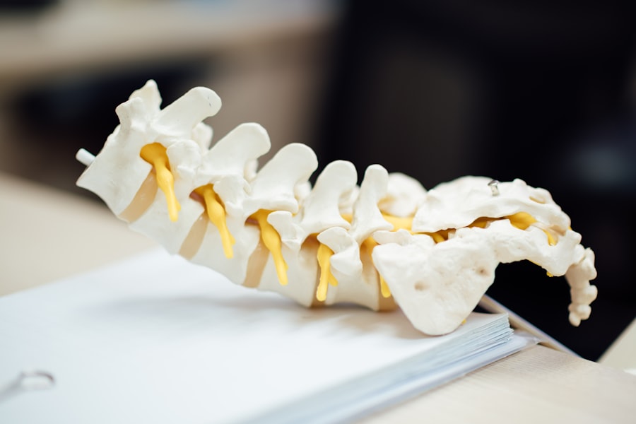 An anatomical model of the lumbar spine